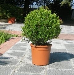 Buxus Microphylla Faulkner a palla - Vivai Galardi Piante 