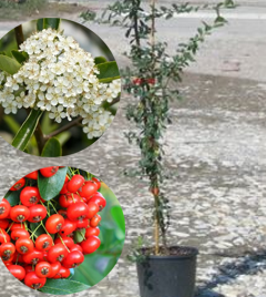 Pyracanyha Rosso e Arancio v.15 - Vivai Galardi Piante 